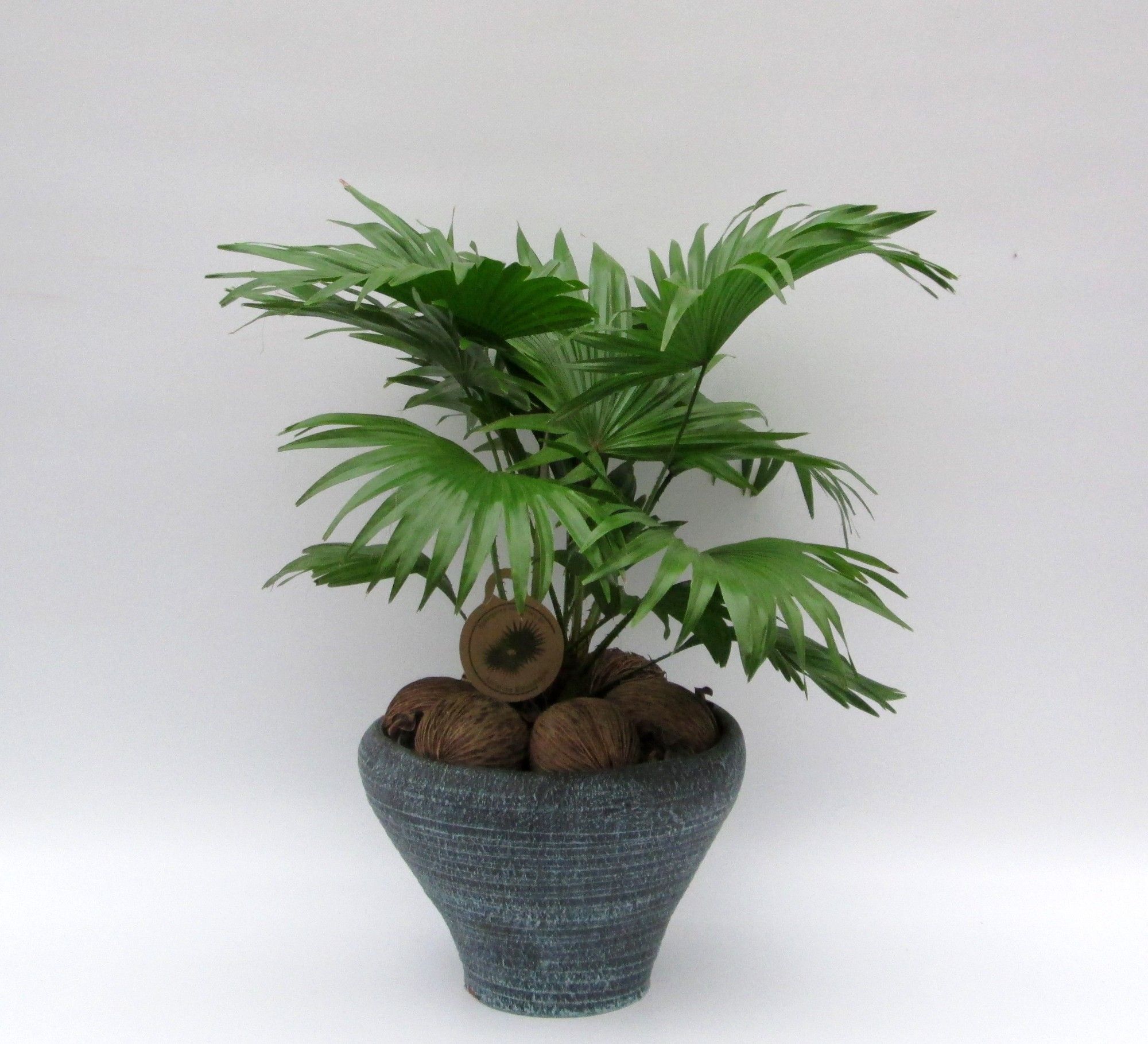 Livistona in hoedje blauw, D 26