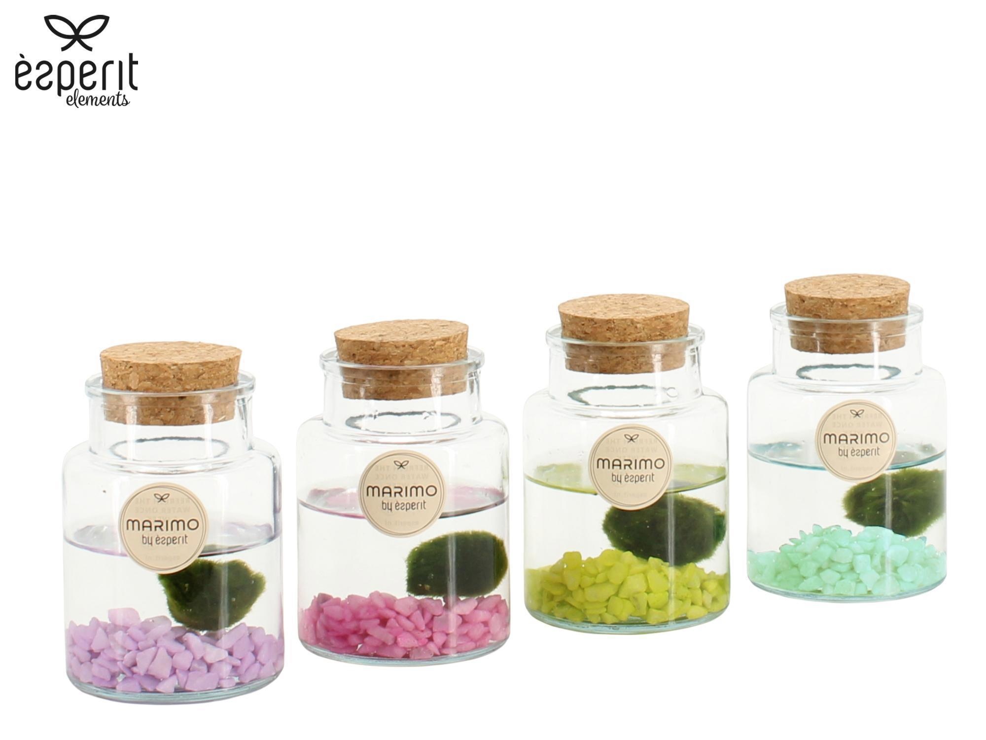 90938: Marimo arrangement, D 7