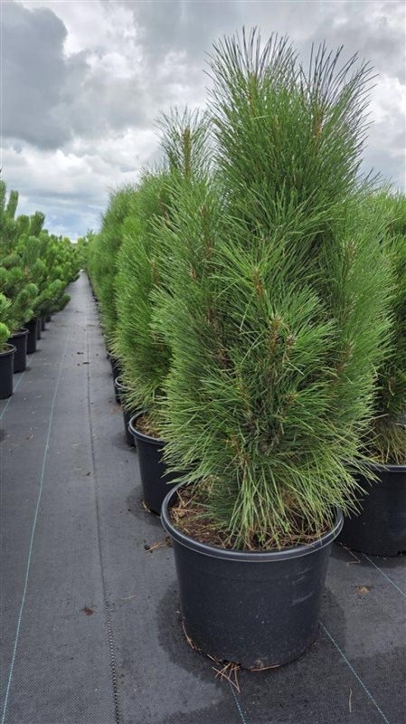 Pinus nigra 'Green Tower', D 5,5 cm