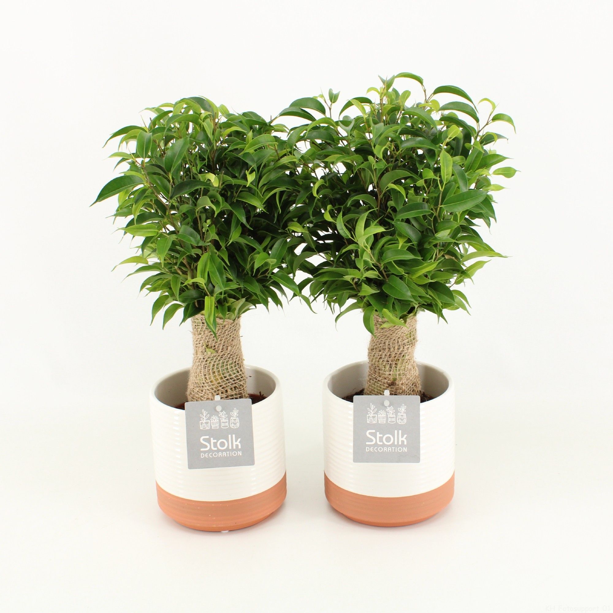 Ficus Benjamina Natasja in Milou keramiek, D 13