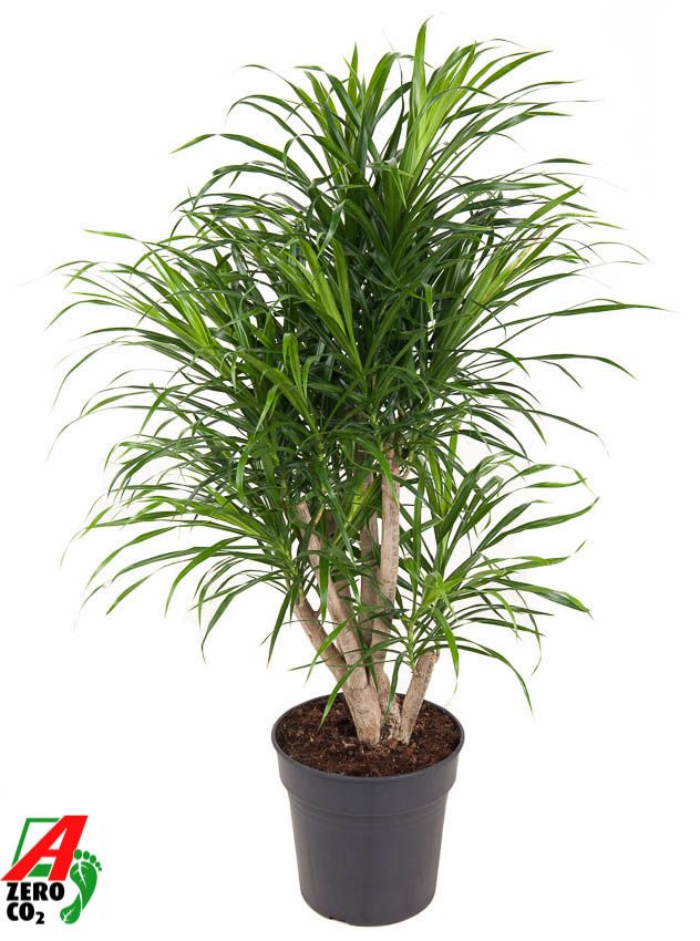 Dracaena Anita variegata vertakt P24, D 24