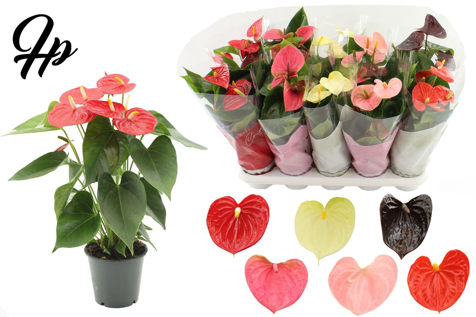 Anthurium 12 cm 6 color Specialty mix in Couture sleeve, D 12