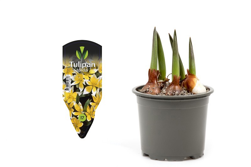 TULIPA URUMIENSIS, D 9