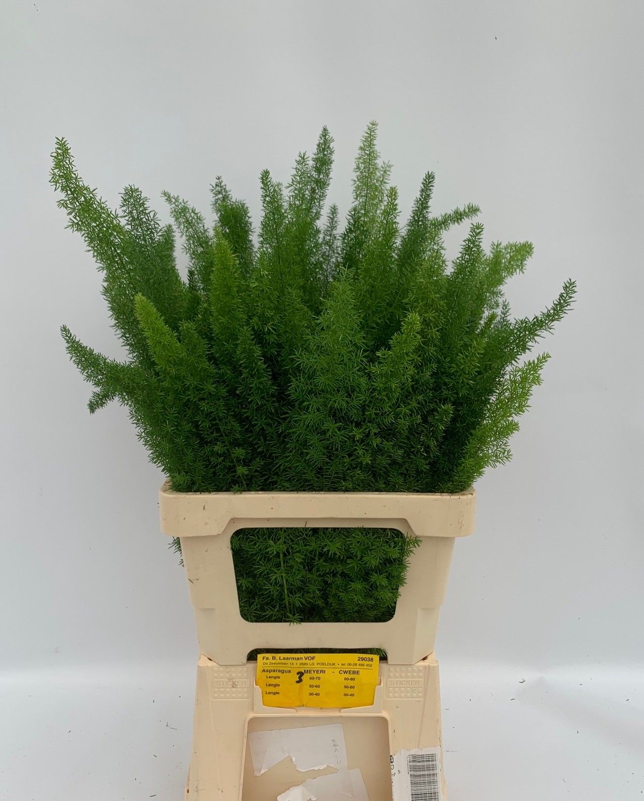 Аспарагус Маерс 60, шт.