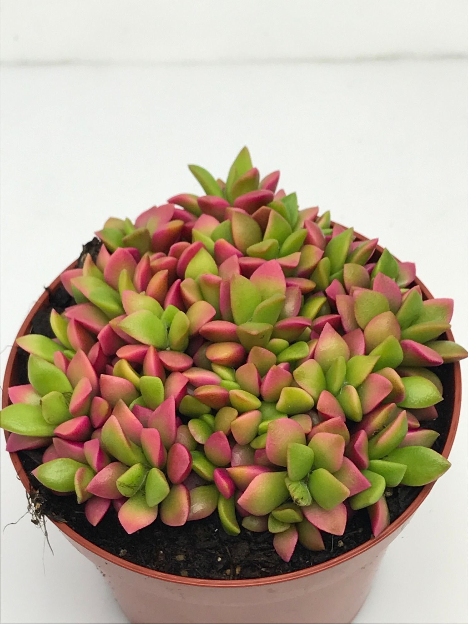 44 Pink Lips Anacampseros rufescens, D 8,5