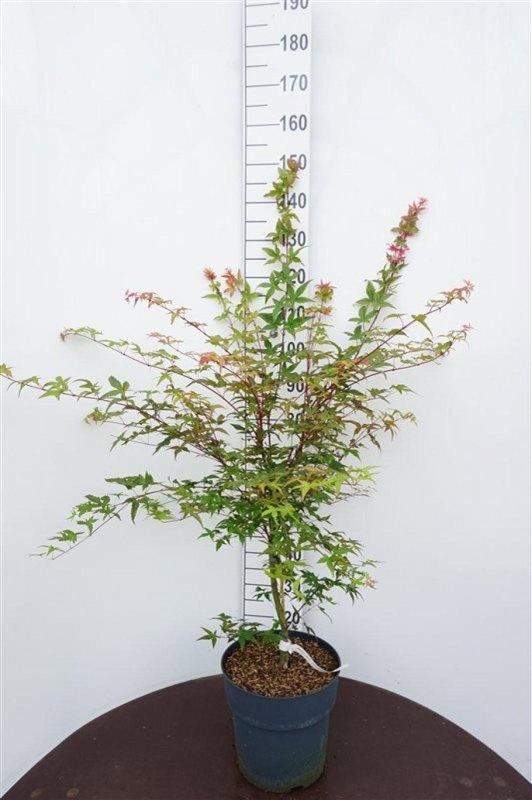 Acer pal. 'Deshojo', D 32 cm