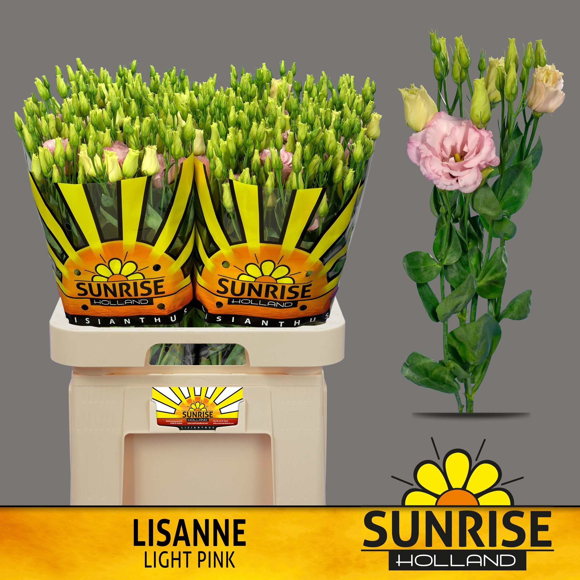 Эустома Лизанне Лайт Пинк 70 (светло-роз.), шт.