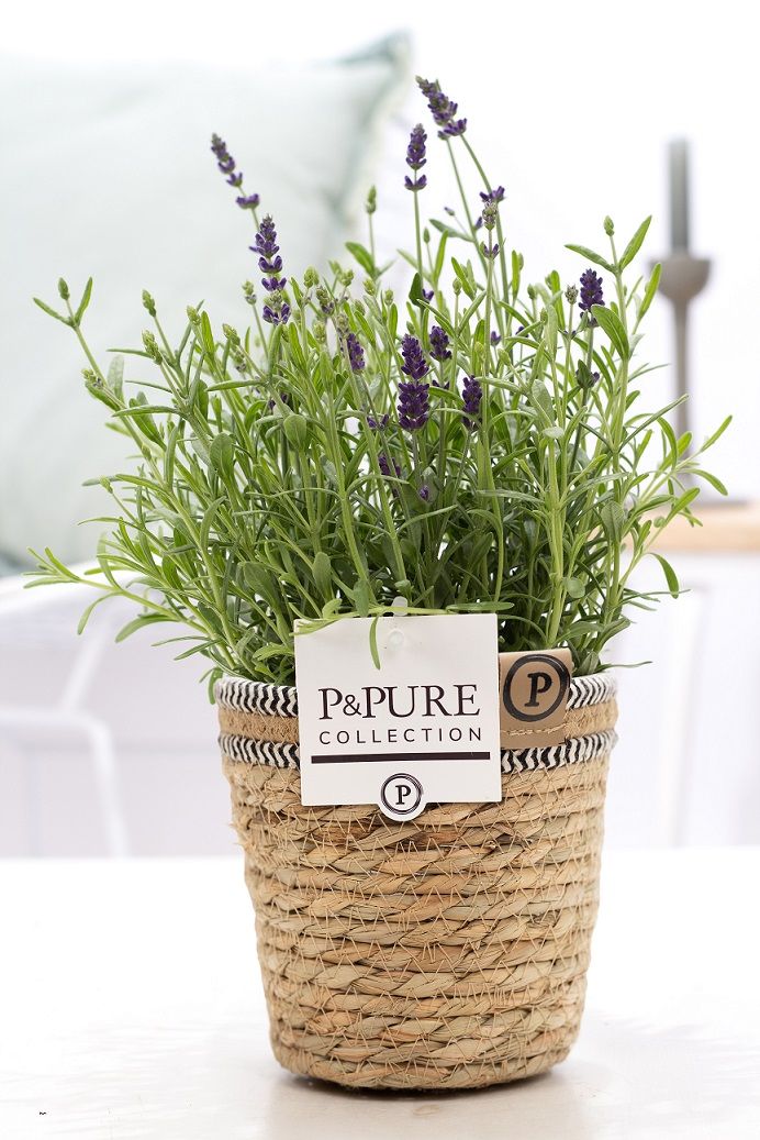 Lavandula Hidcote in P&PURE Basket 6, D 12