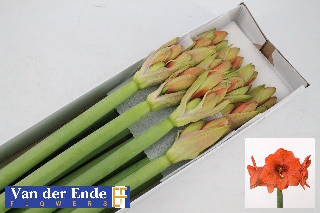 Амарилис Наранья (оранж.) x12, шт.