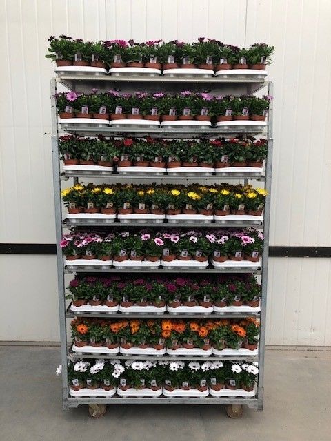 Osteospermum mixkar, D 10,5