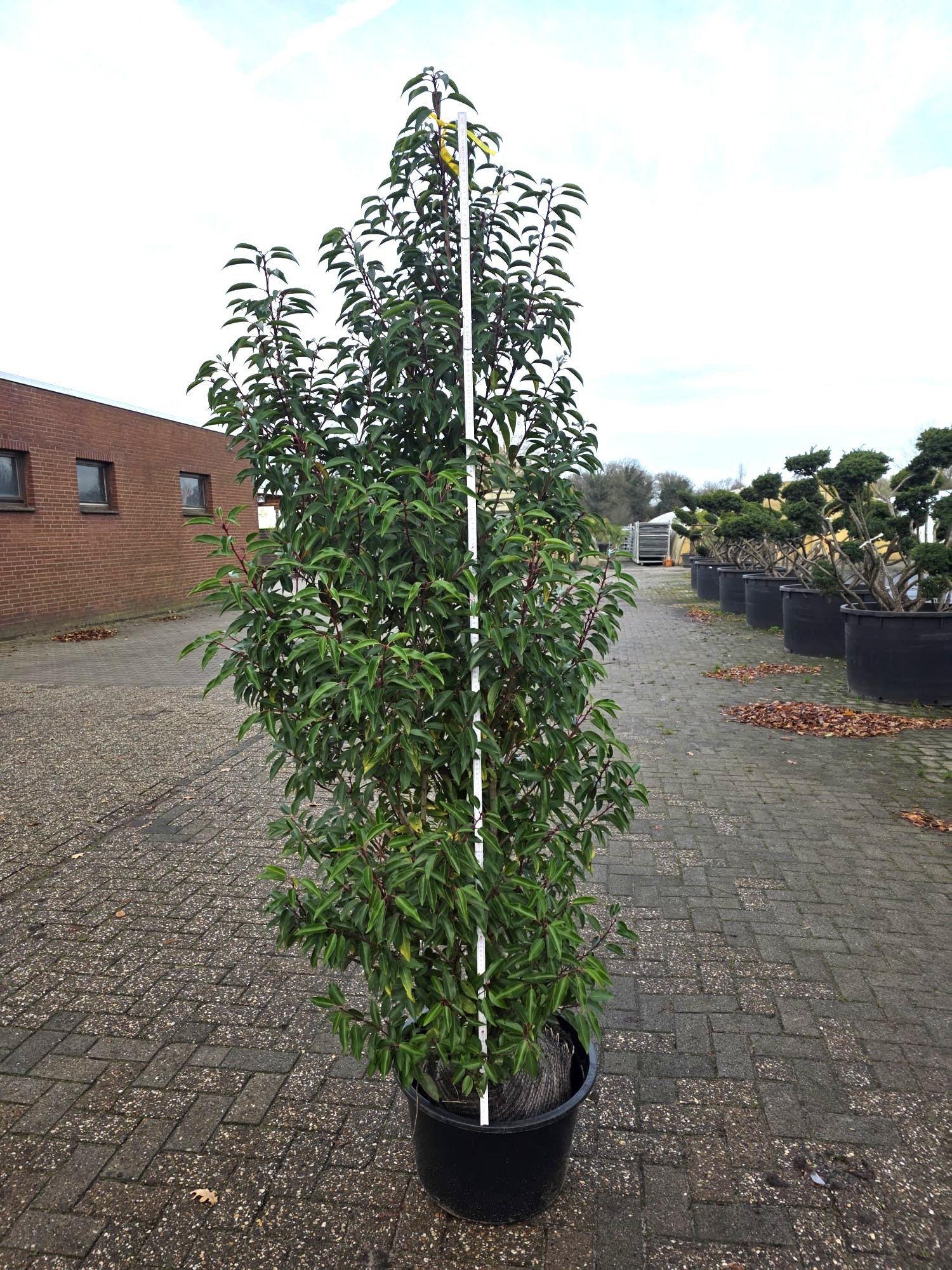 Prunus lus. 'Angustifolia' 175-200, D 45