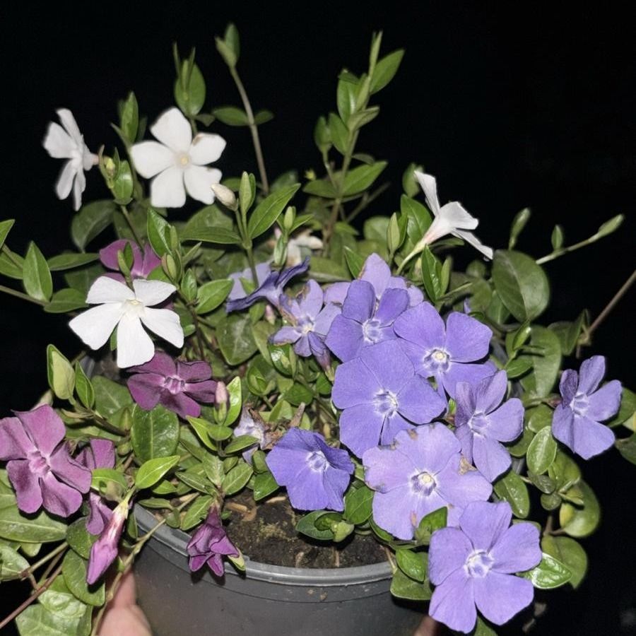 Vinca minor 'Trio', D 17