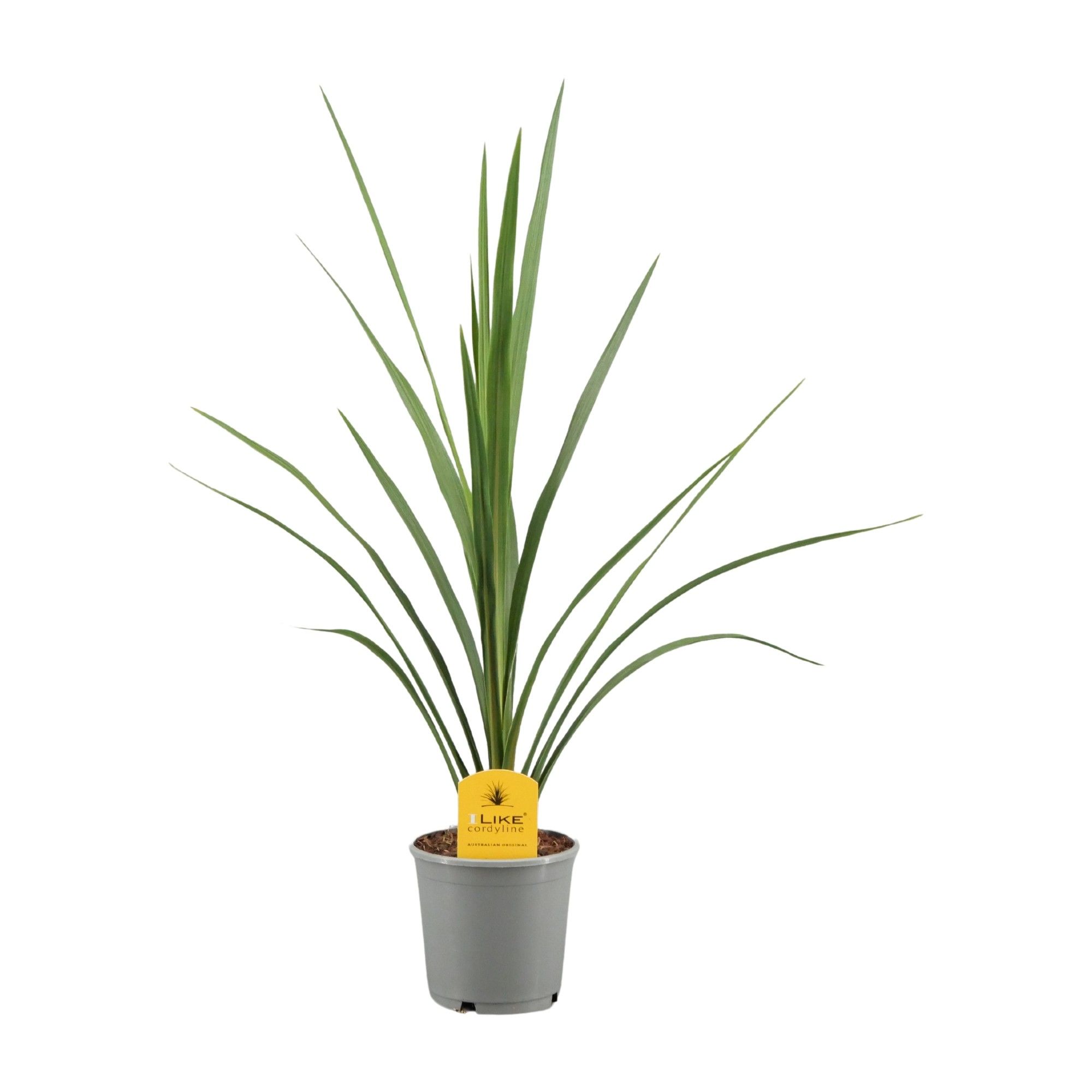 Cordyline Australis Verde - 13cm, D 13 cm