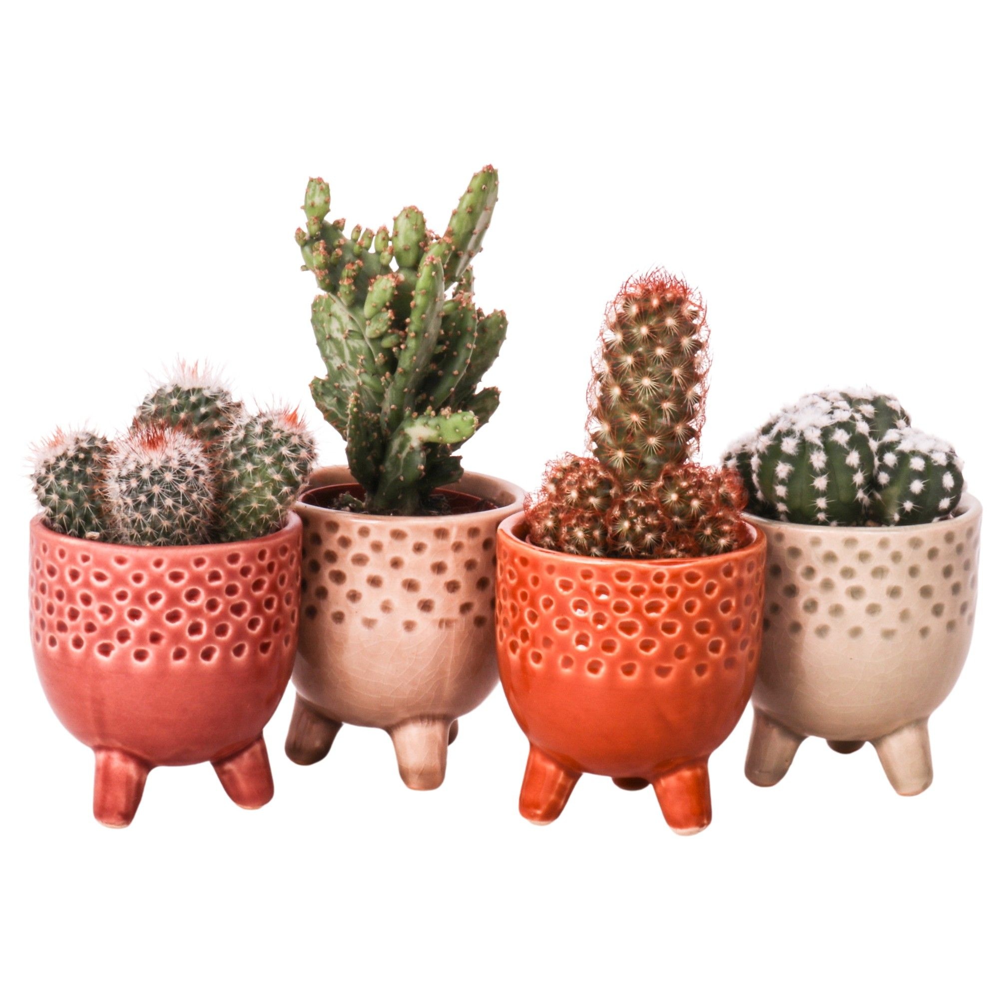 Cactus mix 5,5 cm in Qena sierpot, D 6 cm