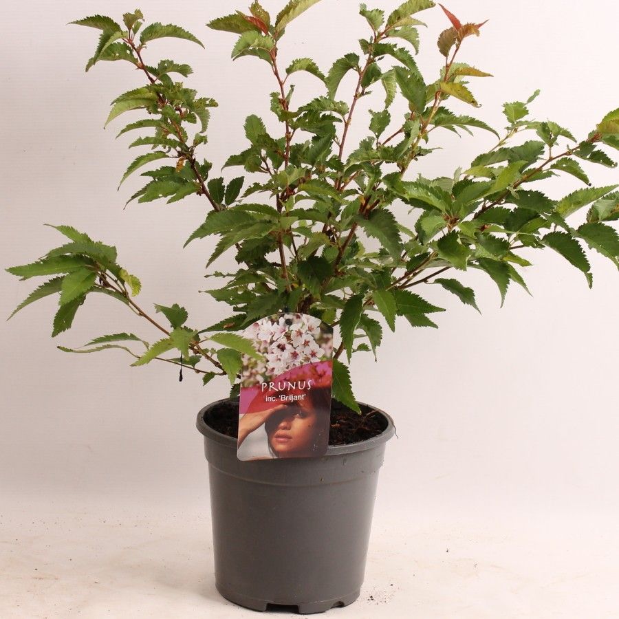 Prunus nip. Briljant, D 17 cm
