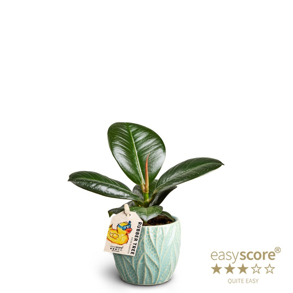 Leaf Ocean, Ficus elastica ´Sofia´, D 7