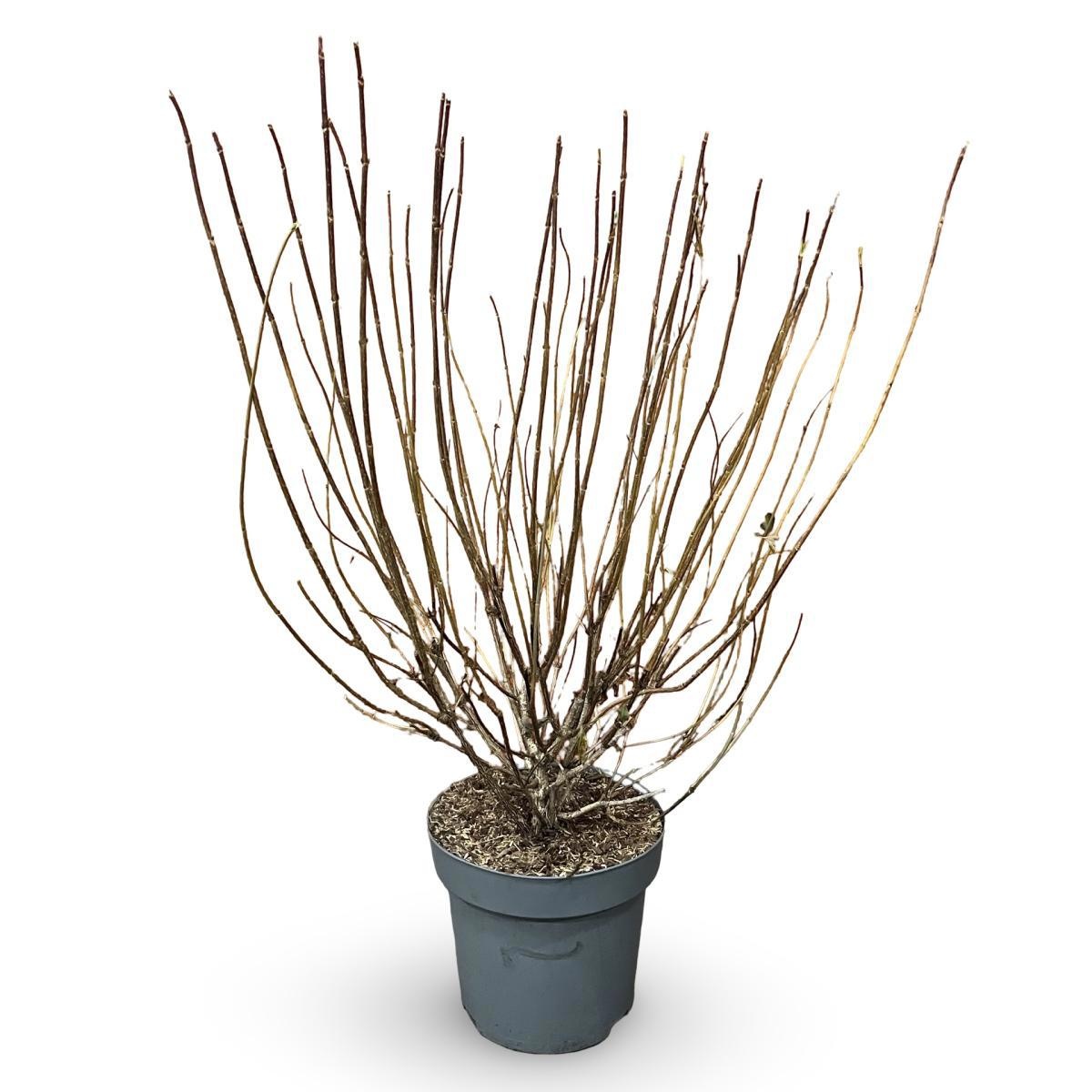 Weigela 'Bristol Ruby', D 32