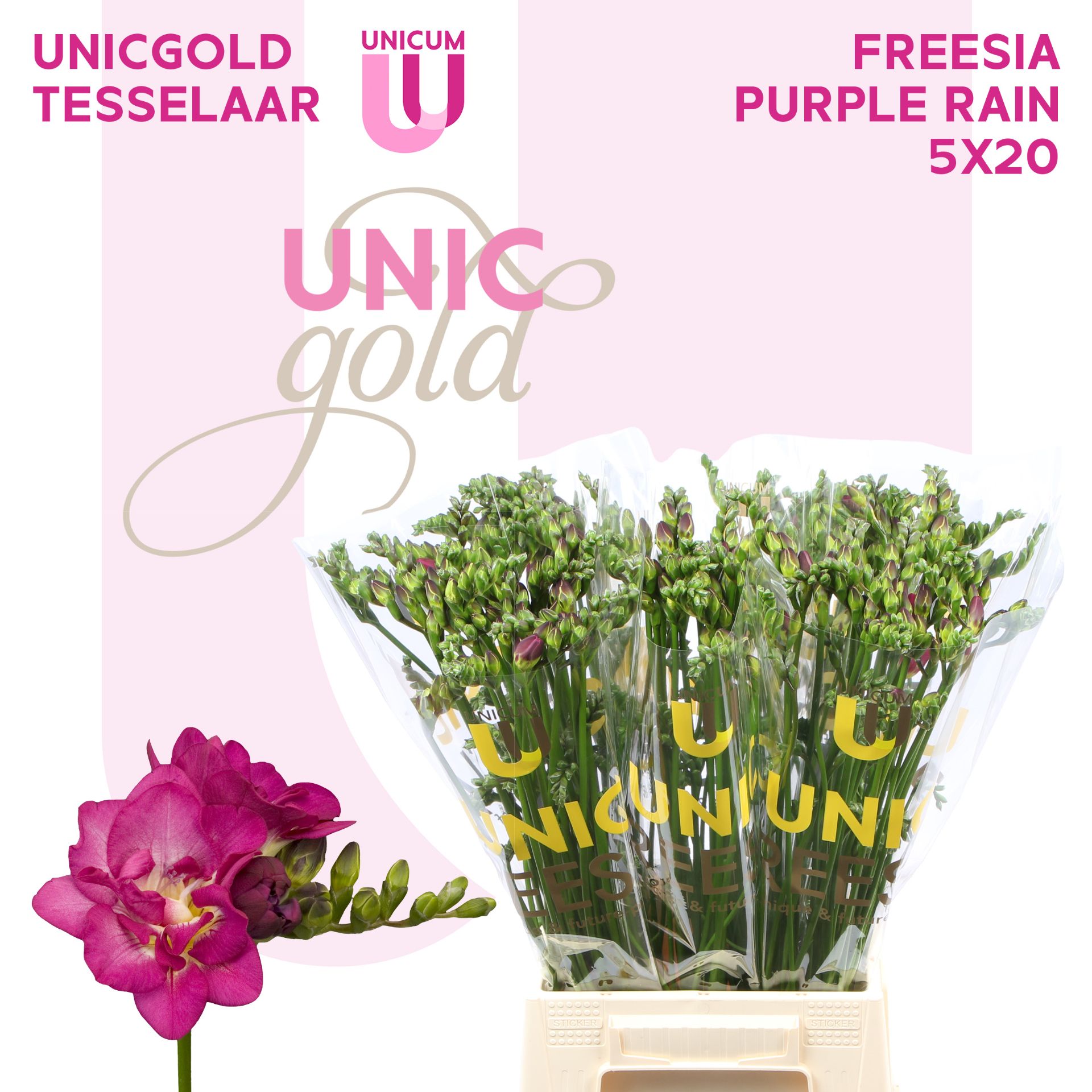Фрезия дв. Перпл Рэйн 50, шт. Фрезия дв. Перпл Рэйн 50, шт.
