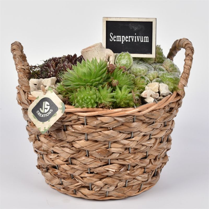 Maisblad gevl. mand met oor 23cm, D 23