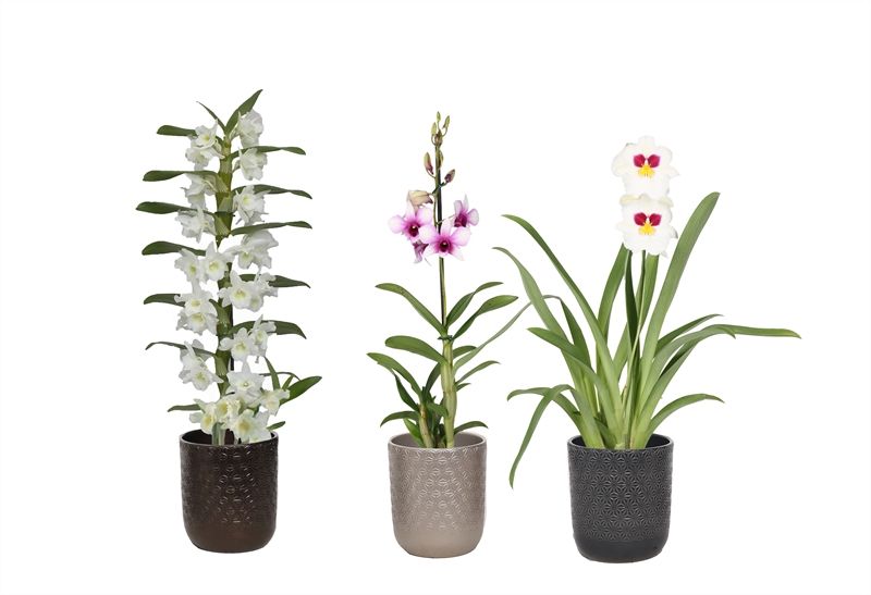 Vera p12 symmetric mix Orchideeen mix 1T, D 12