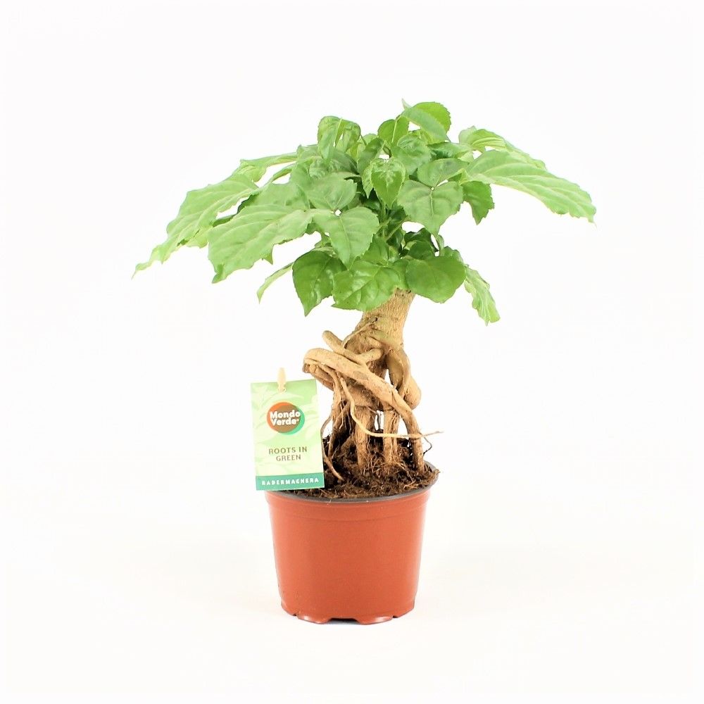 Radermachera Bonsai, D 12 cm Radermachera Bonsai, D 12 cm