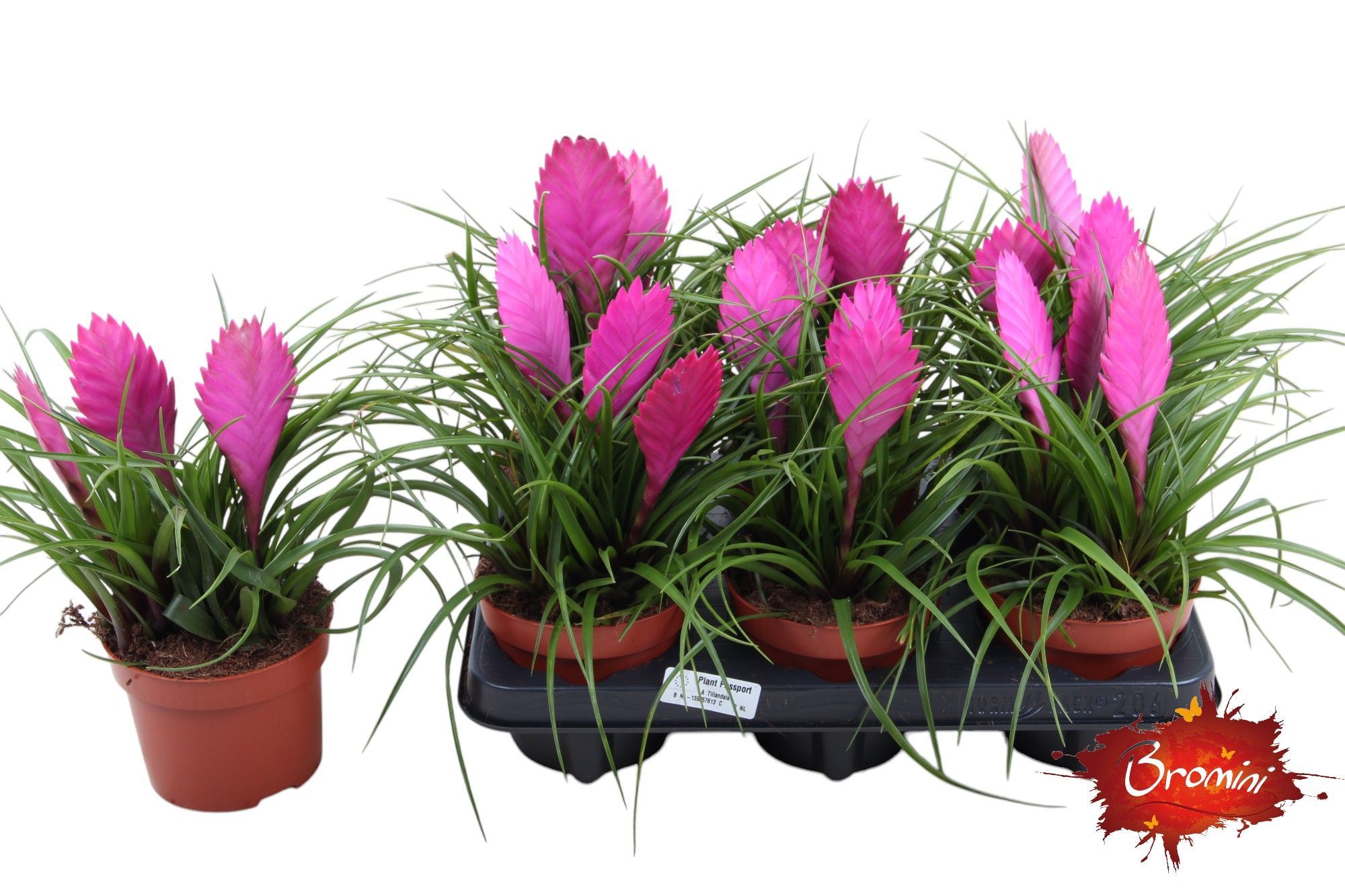 Toef 12cm Cyanea, D 12