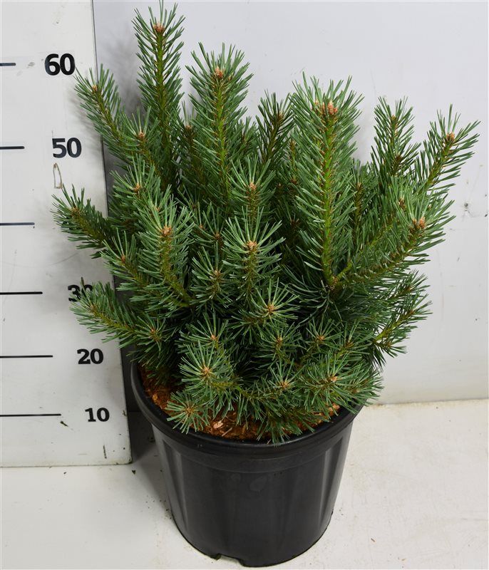 Pinus sylvestris 'Watereri', D 32