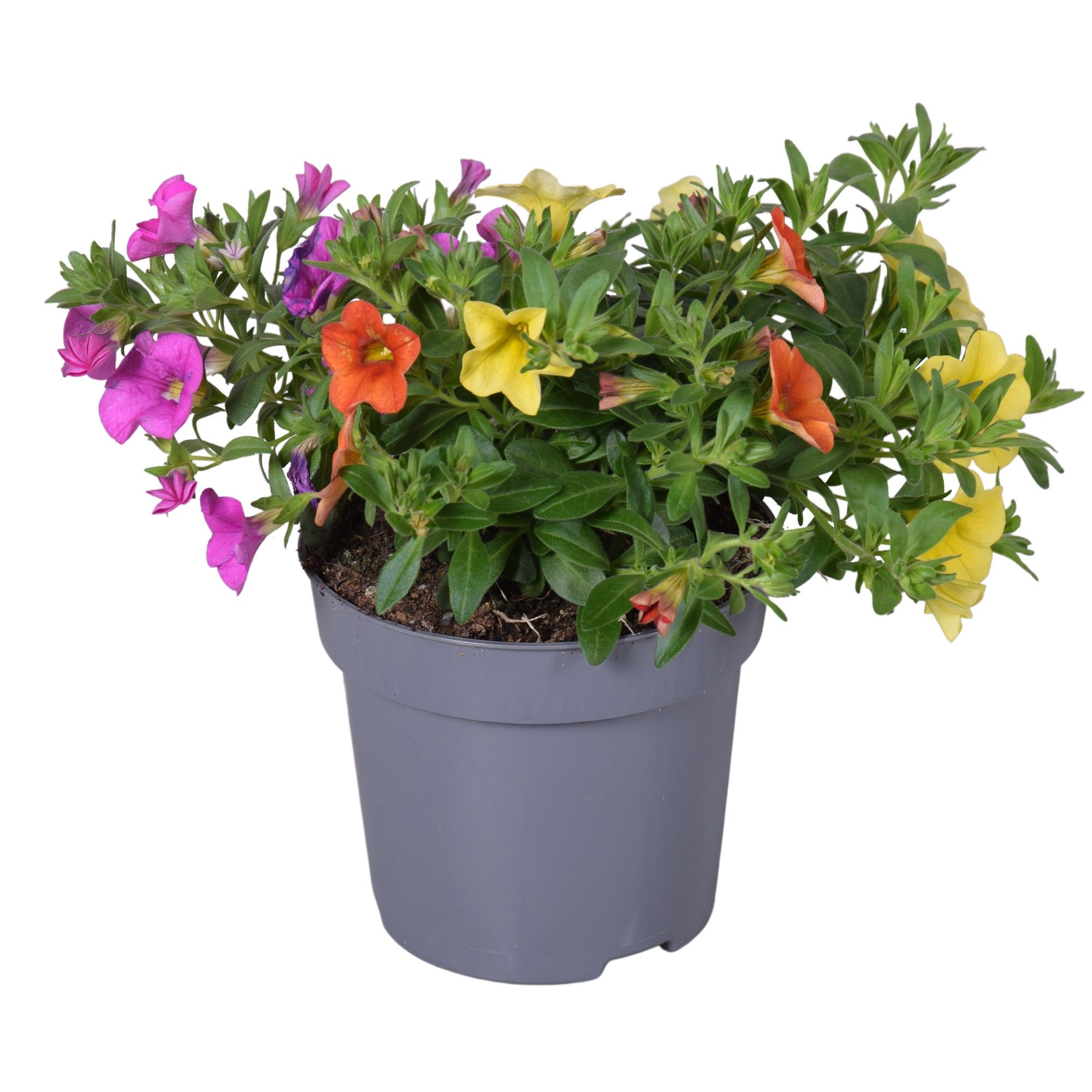 Cali Trio roze-oranje-geel, D 12