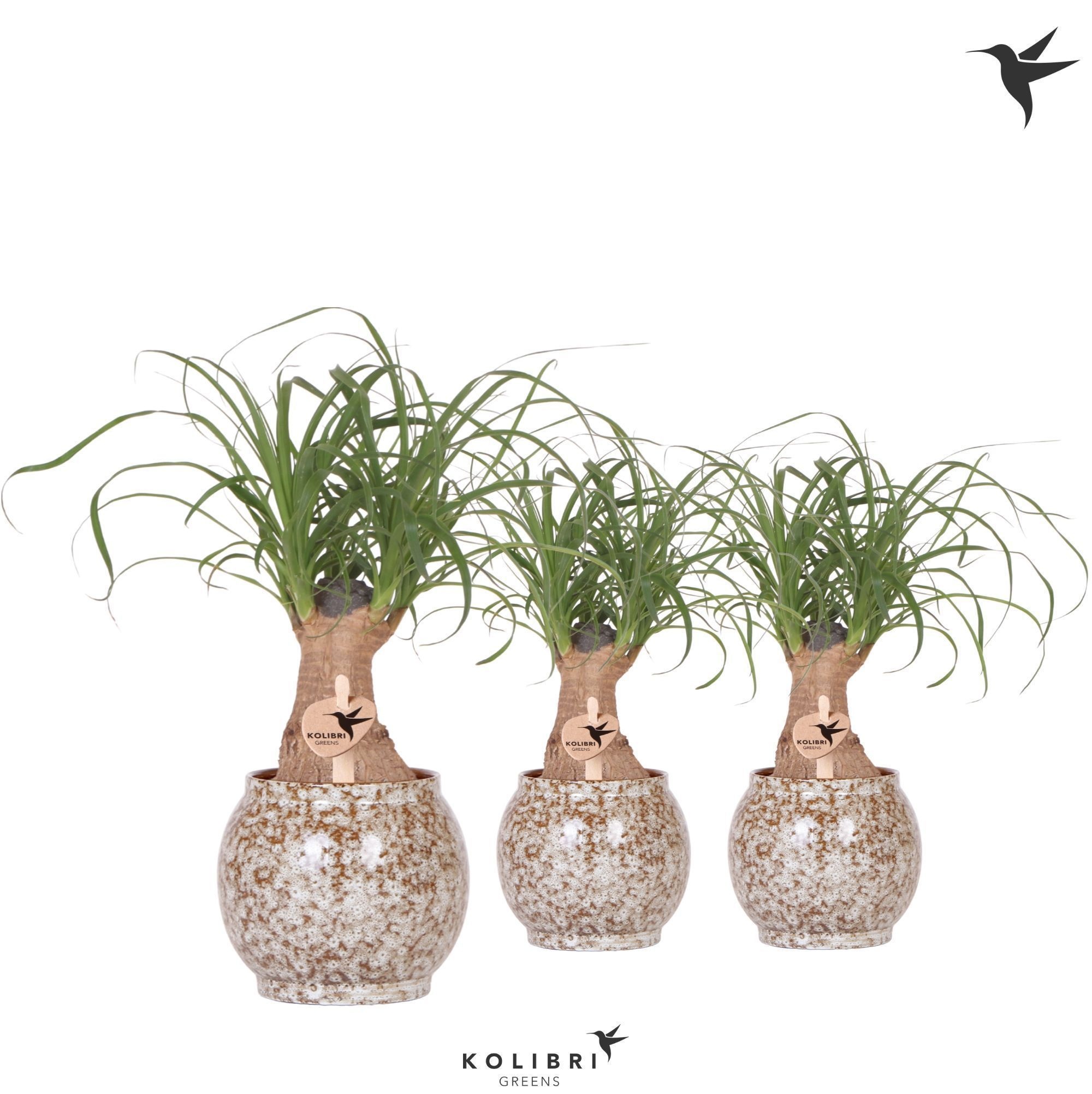 Kolibri Greens Beaucarnea in Safari pot, D 9