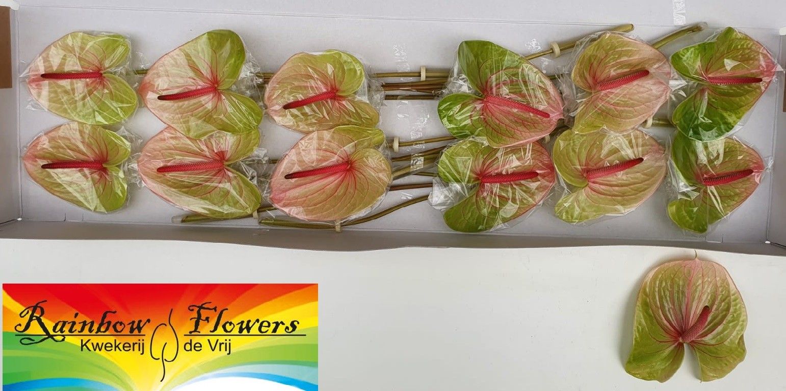 Антуриум Аво Даниель (зелено-роз.) x12, шт.