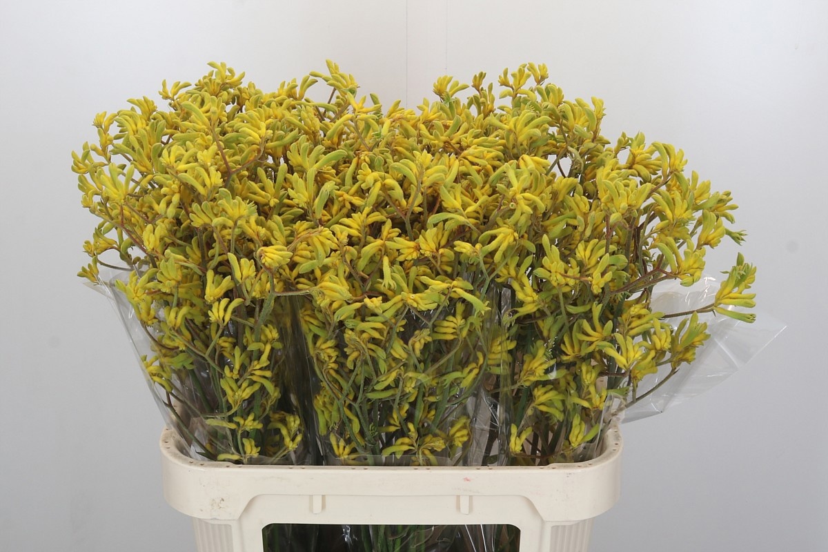 Анигозантус Баш Даун 80, шт.