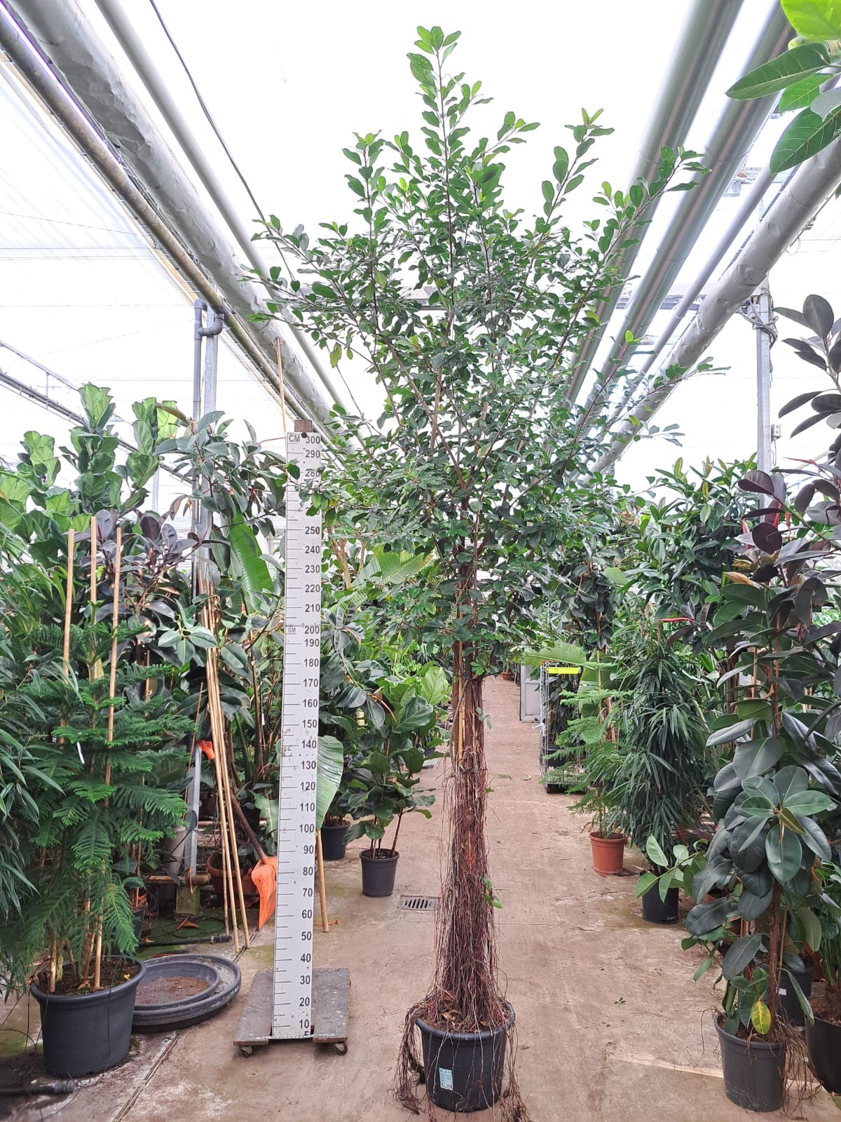 Ficus Natalensis Lynn multistam met luchtwortels, D 45 cm