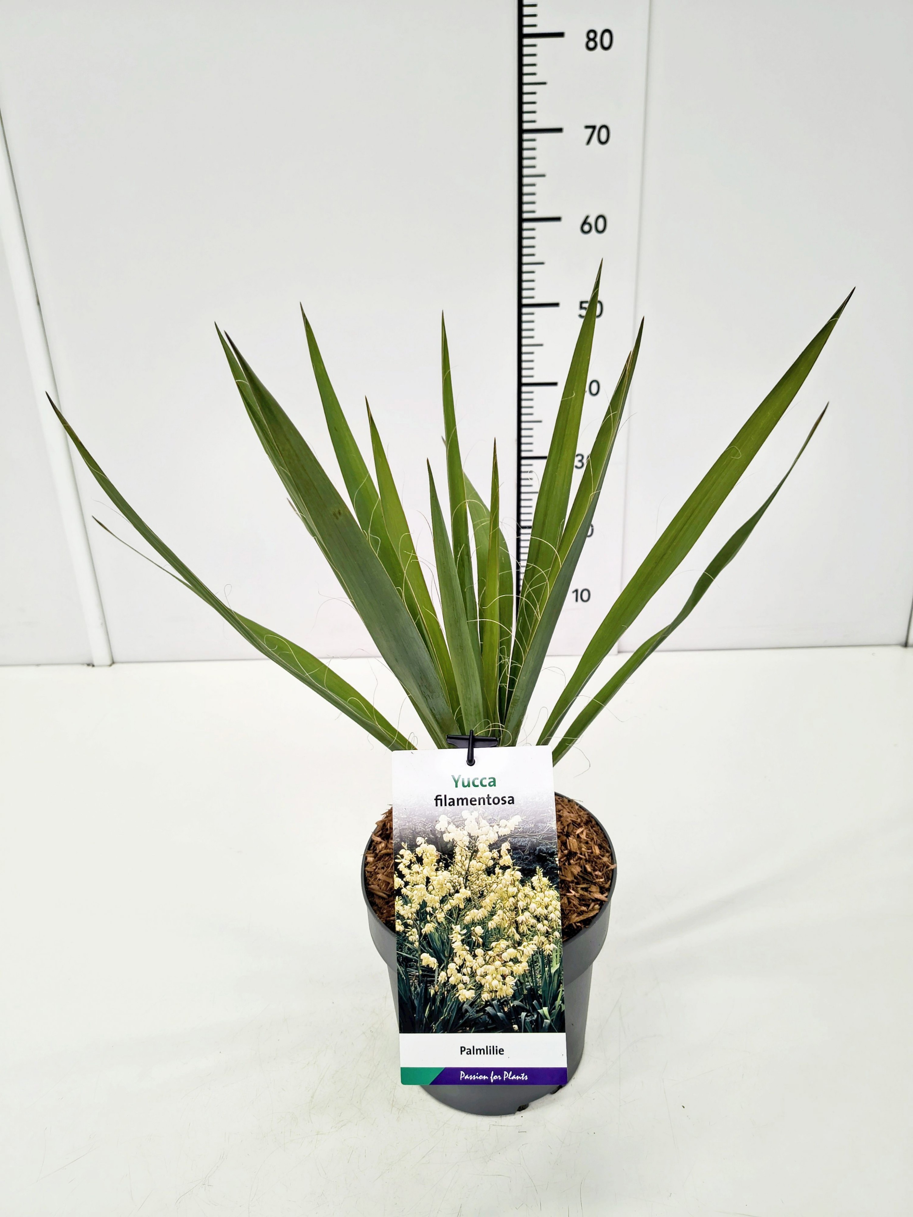 Yucca filamentosa C3, D 19