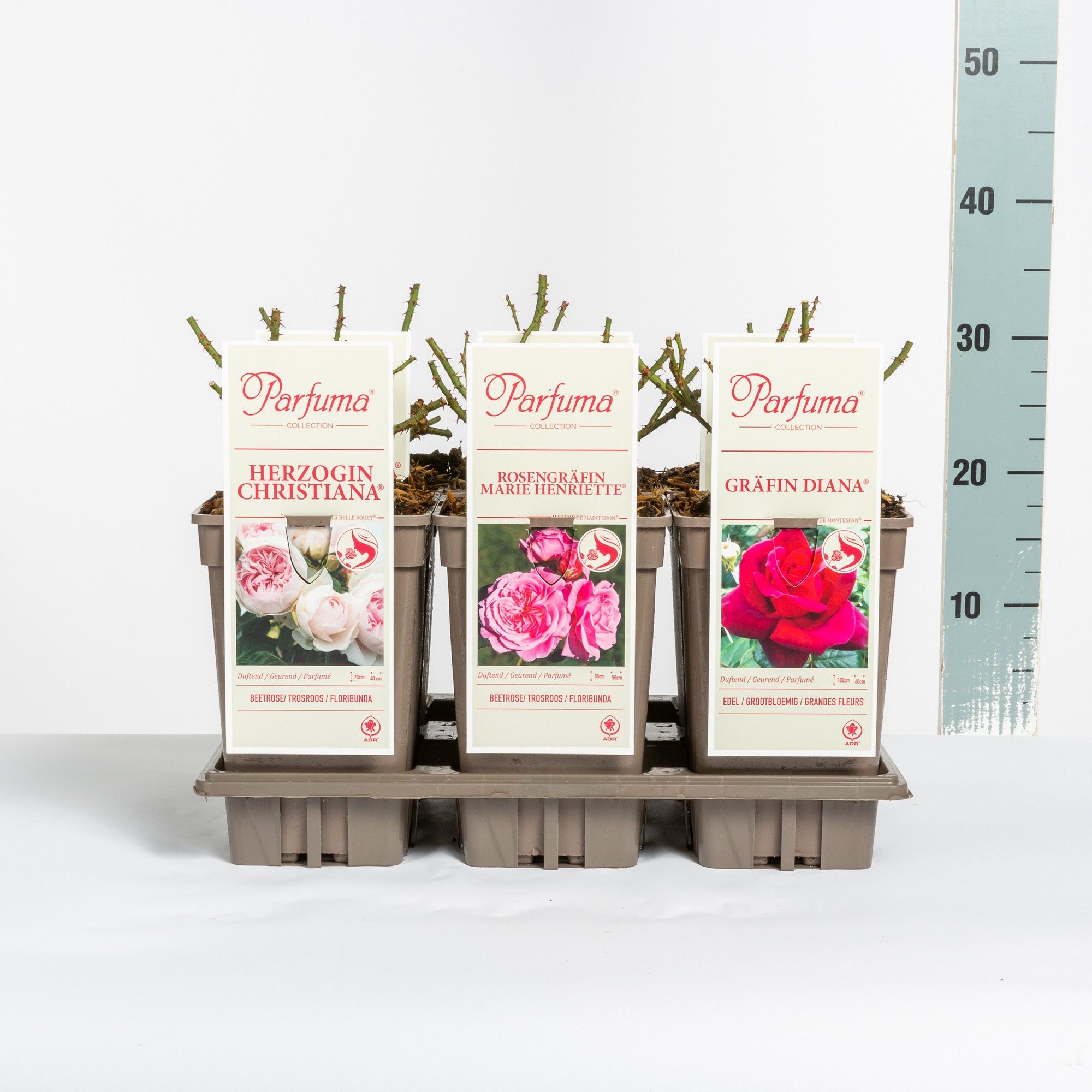 Rosa Parfuma Duftrosen (TH/F) mix, C3, D 17 cm