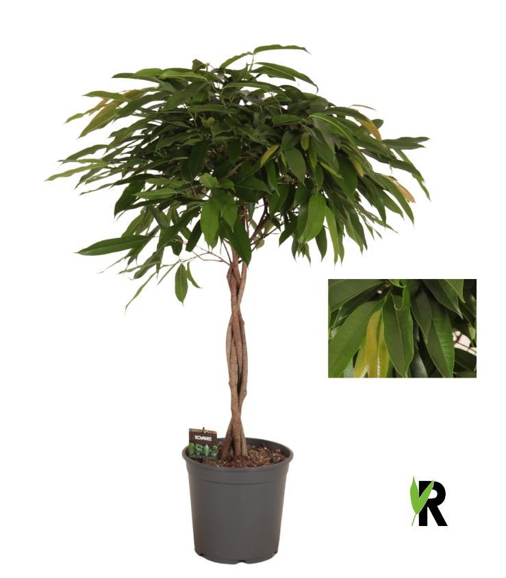 Ficus binnendijkii Amstel King gevlochten stam, D 27 cm Ficus binnendijkii Amstel King gevlochten stam, D 27 cm