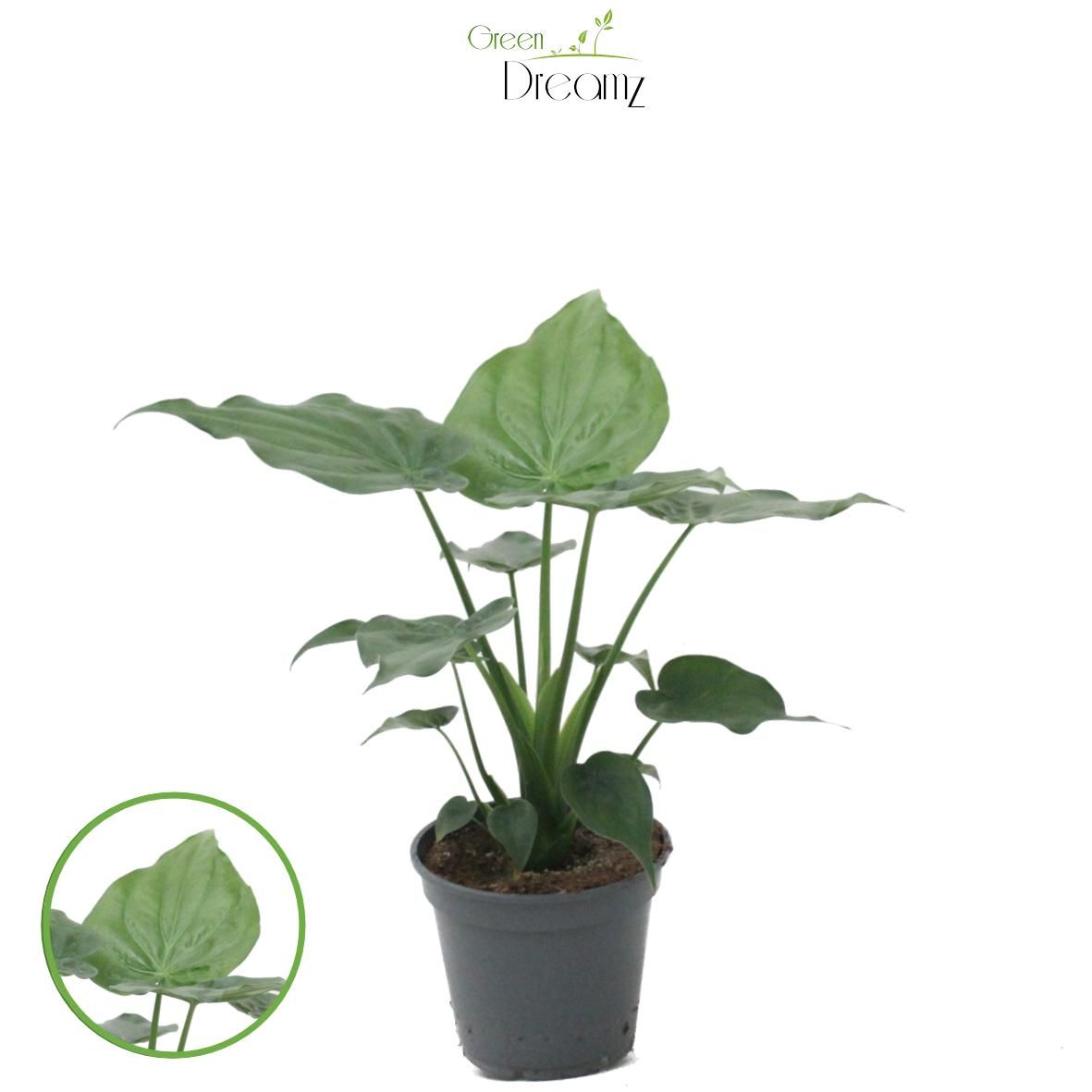 Alocasia cucullata, D 17