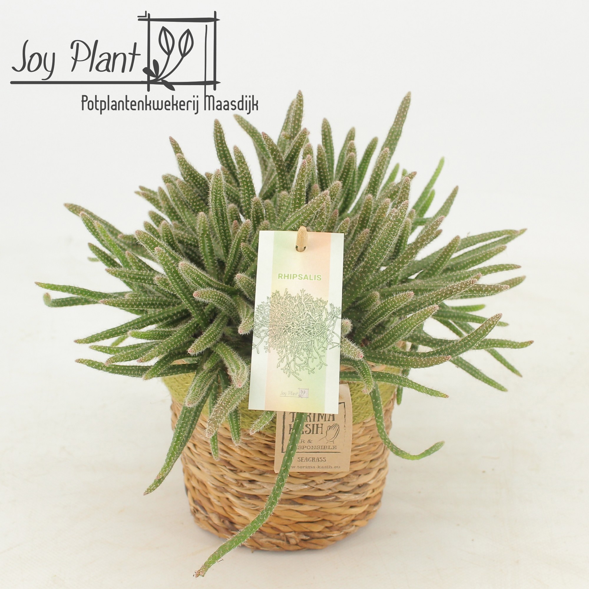 Rhipsalis Horrida P12 Mand Gaby Green, D 13 cm