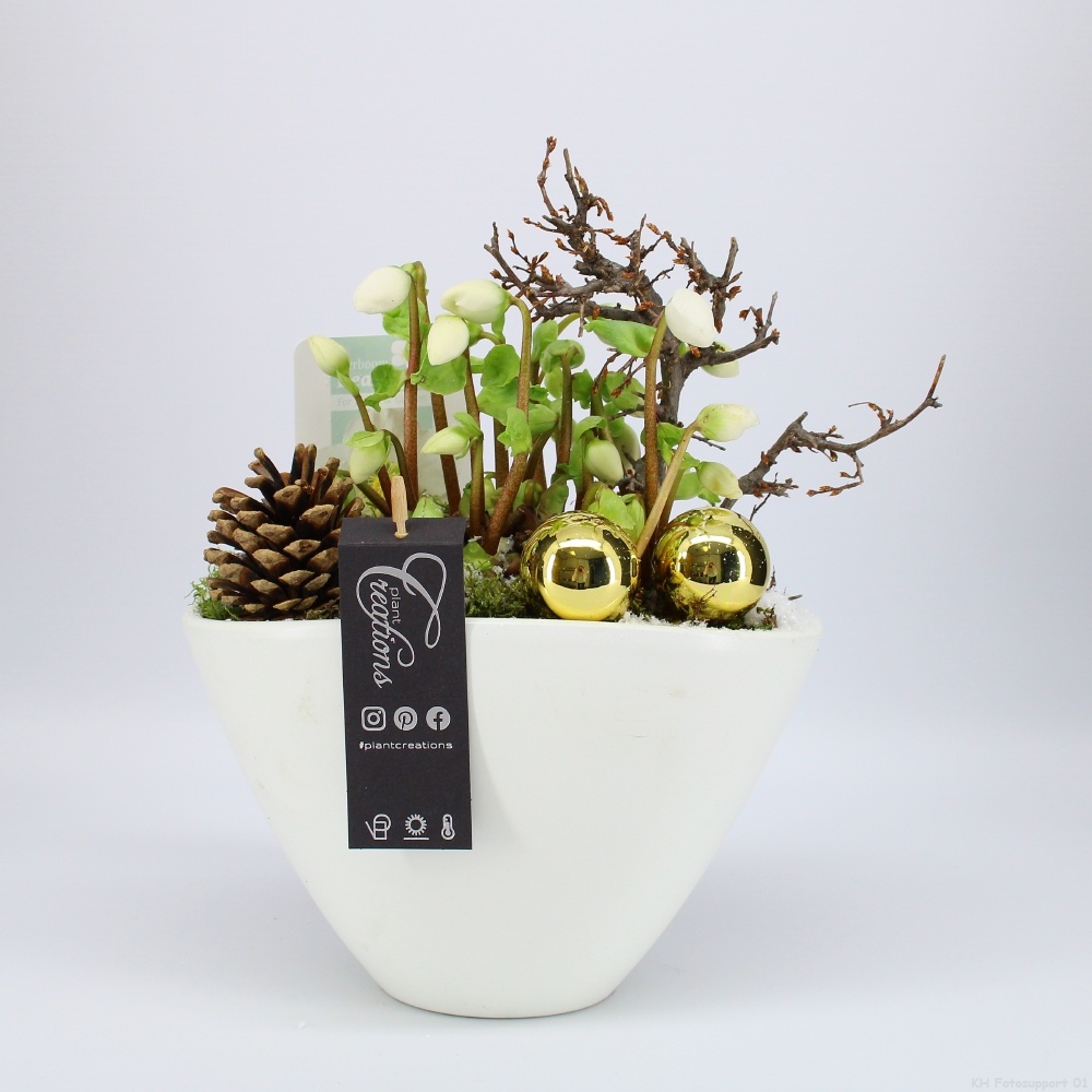 NHCR-2519 Verboom Helleborus, D 21 cm