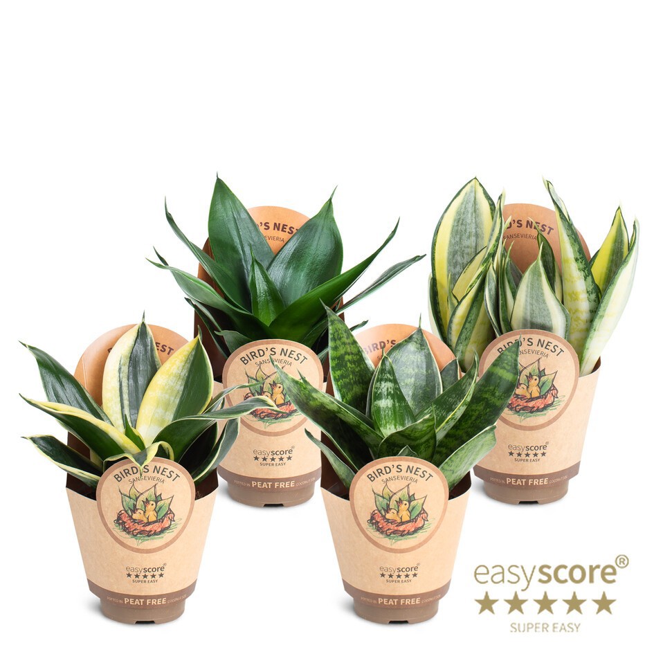 Sansevieria Hahnii Collection, D 9