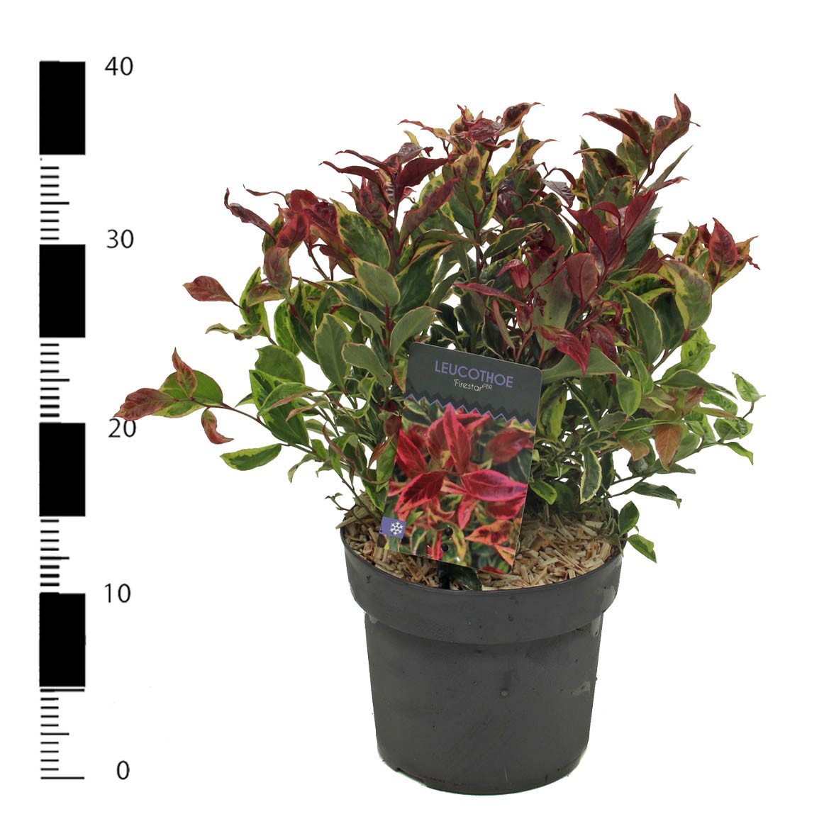 Leucothoe 'Firestar' PBR, D 17