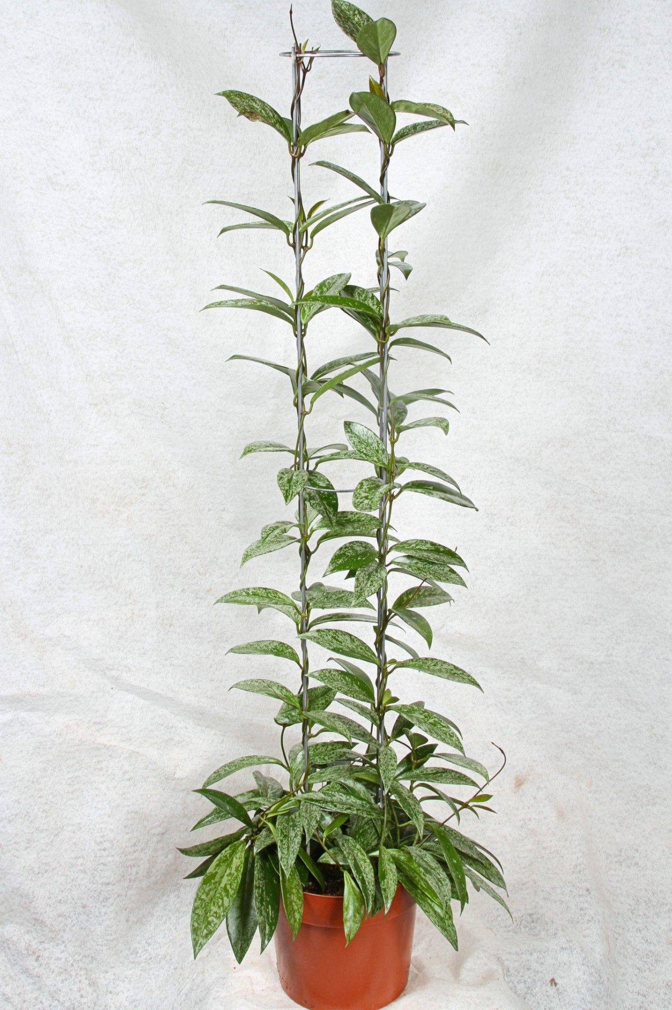 Hoya Carnosa Silverspots Cylinder 120 cm, D 23