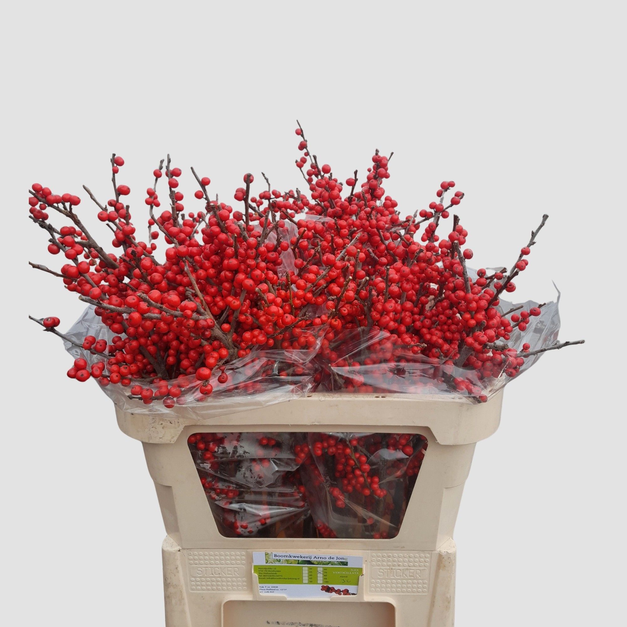 Илекс Красные ягоды 70, шт.