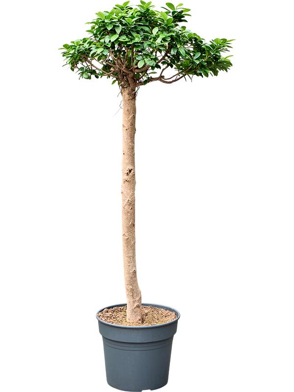 Ficus microcarpa 'Compacta', D 38