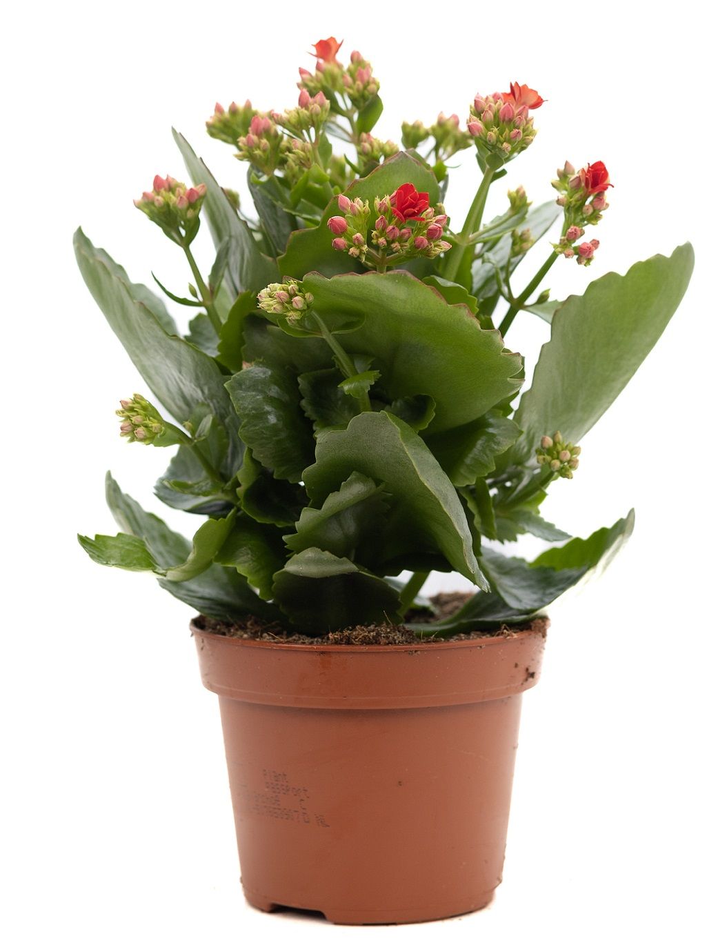 Kalanchoe red P&PURE Collection, D 12