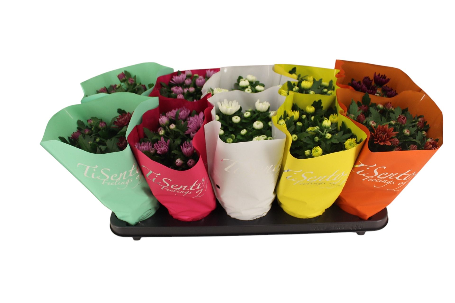 Chrysant 12 cm - Maart Mix, D 12 cm