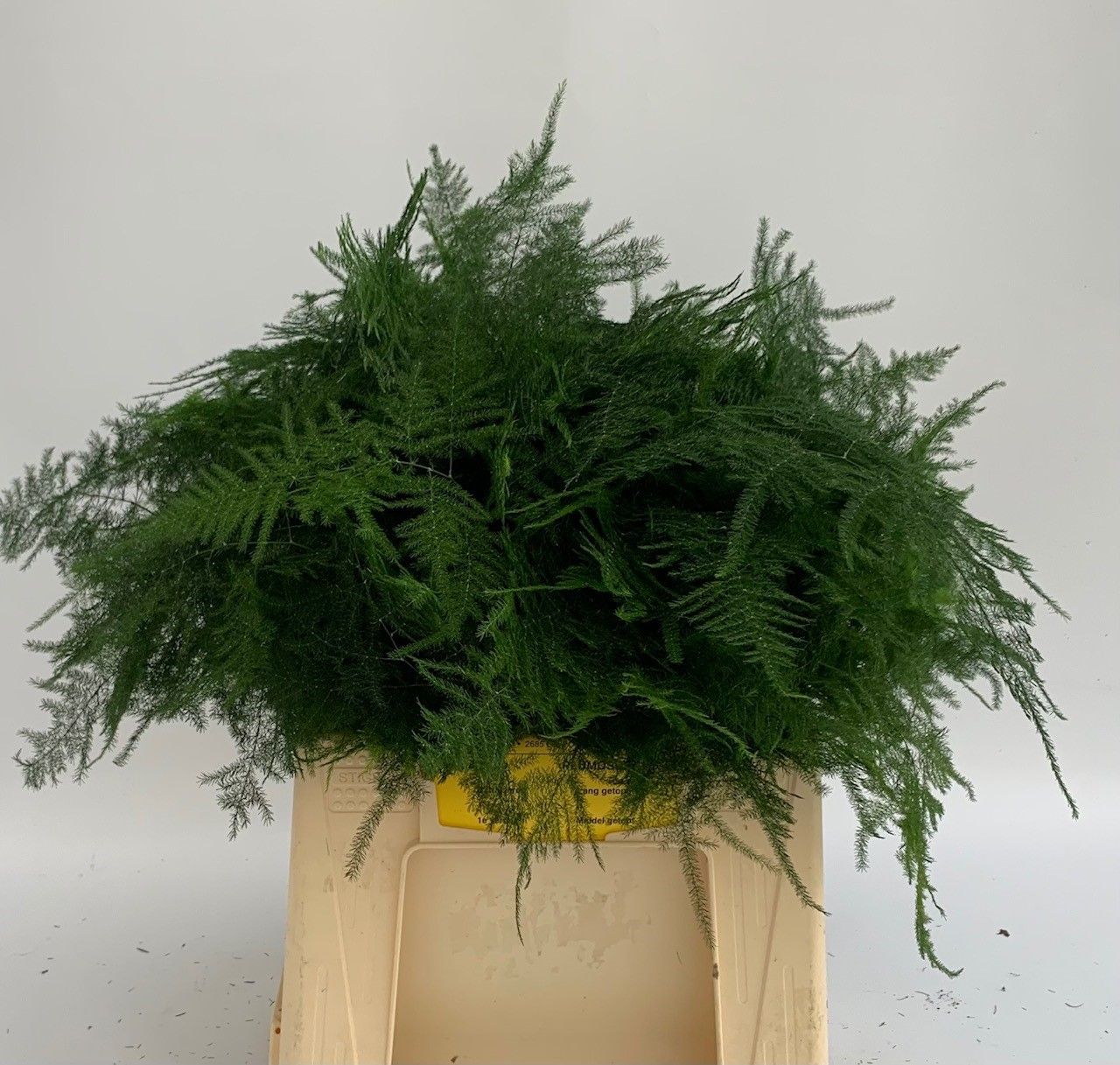 Аспарагус Сетацеус 45, шт.