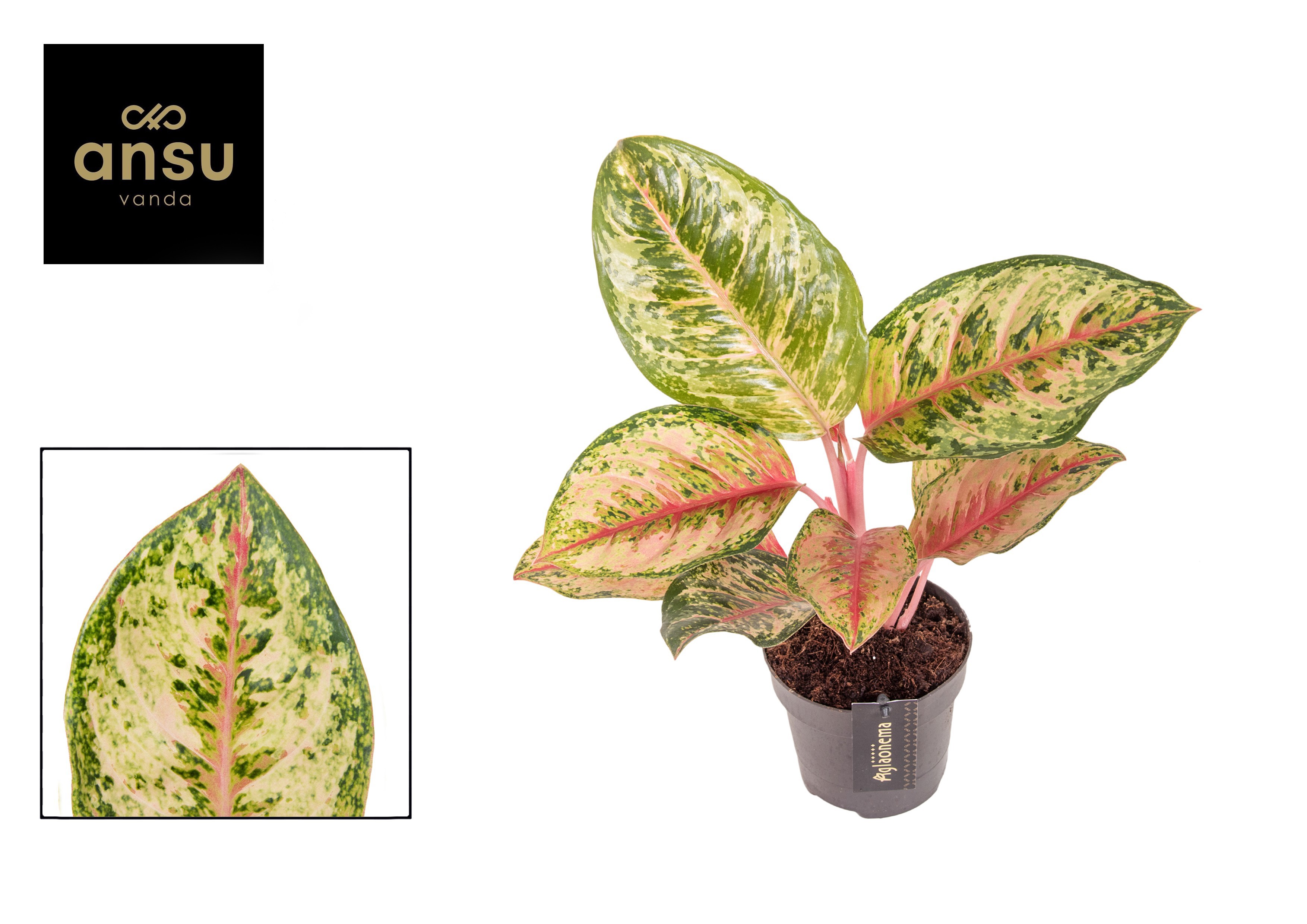 Aglaonema Carnival Queen, D 12