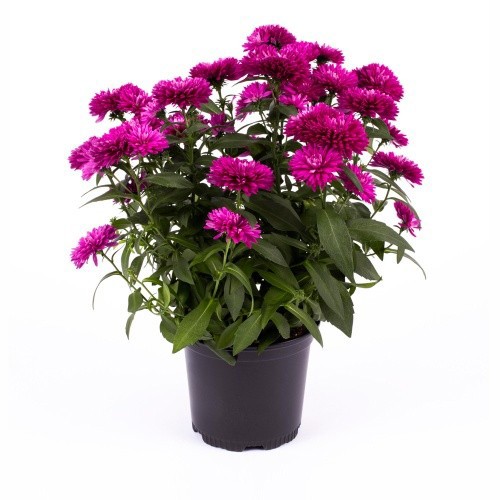 ASTER-HYBRID 'REGENT RED', D 11 cm