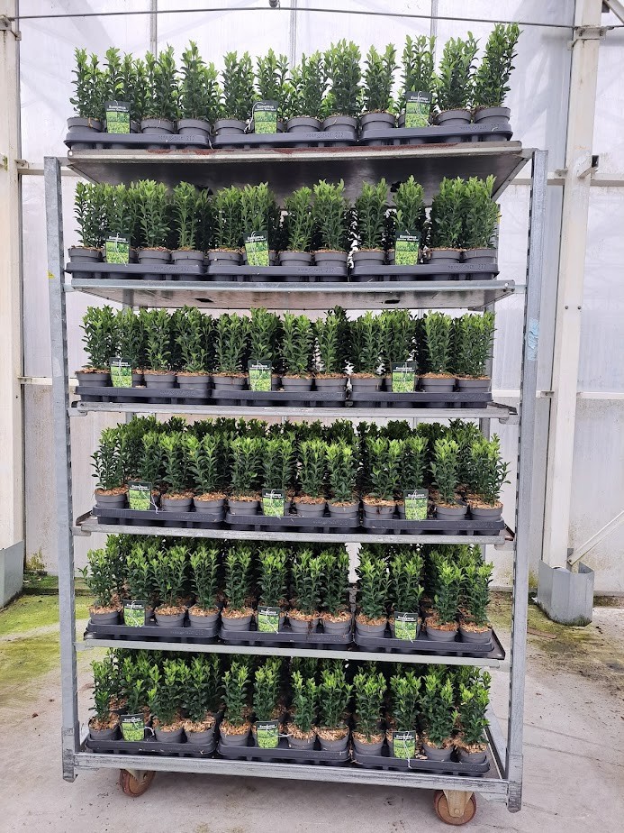 Euonymus japonicus 'Green Spire' P9.5, D 9,5