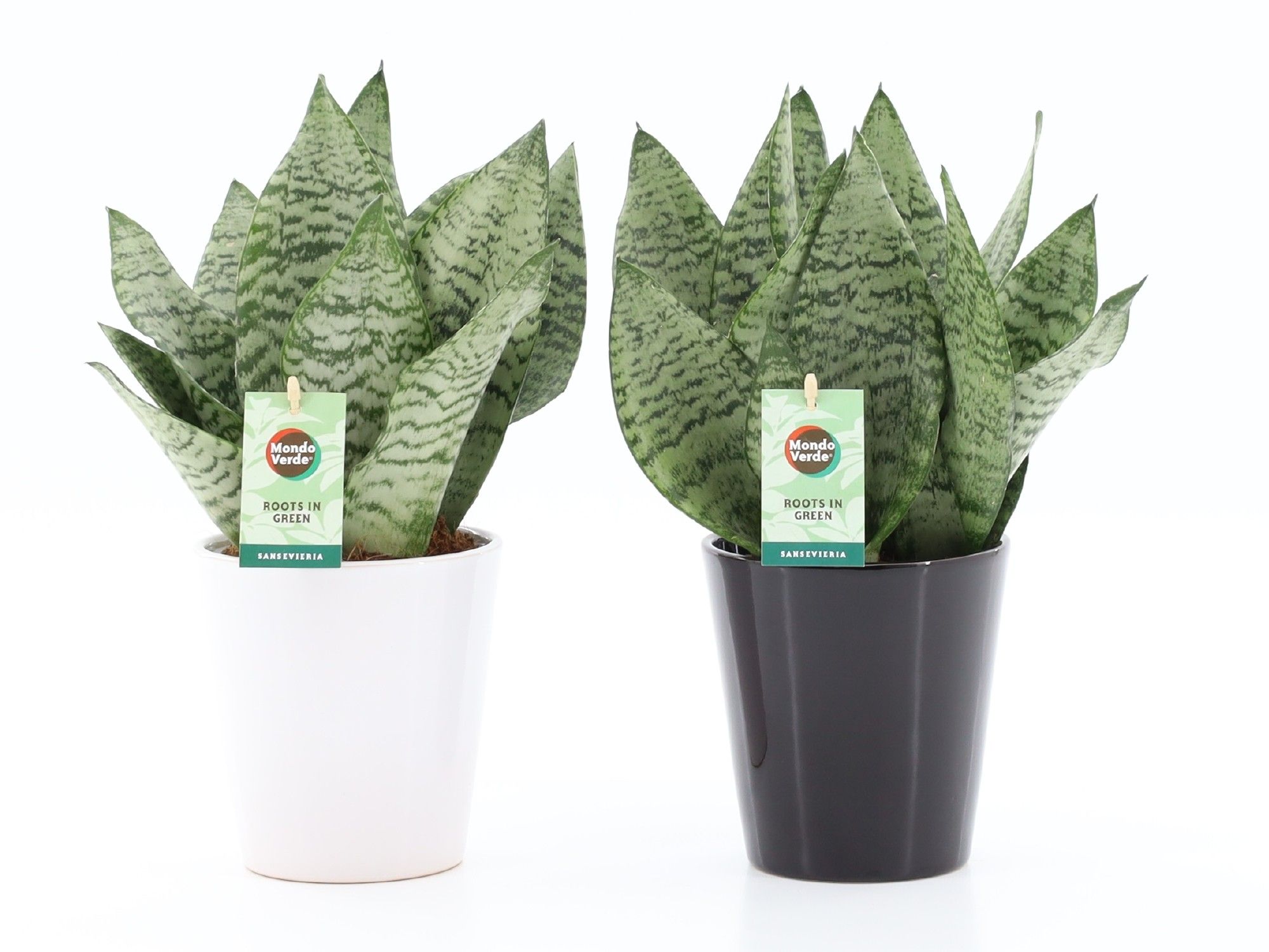 Sansevieria Black Coral in Zwart & Wit keramiek, D 13